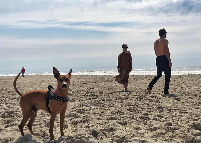 Сasa de vacaciones Studio's De Vlijt Texel *